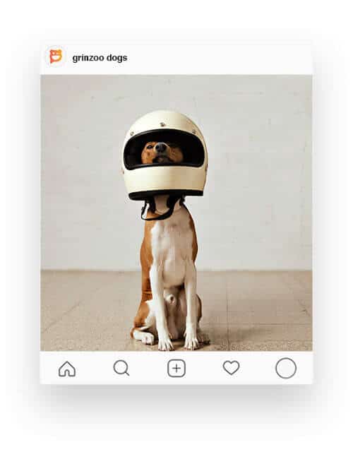grinzoo-card-10-dogs Grinzoo Card