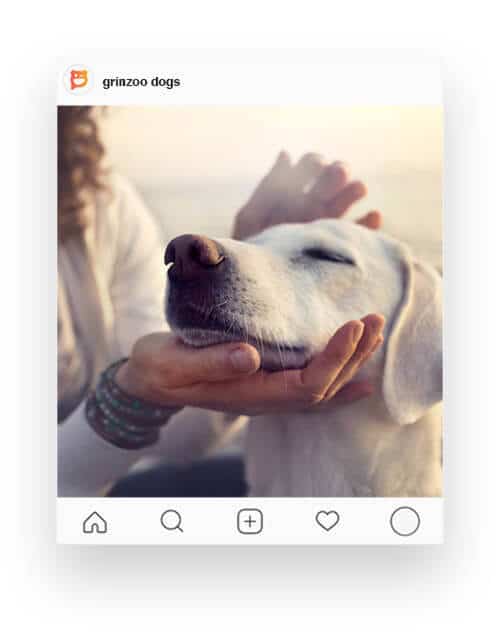 grinzoo-card-4-dog Grinzoo Card