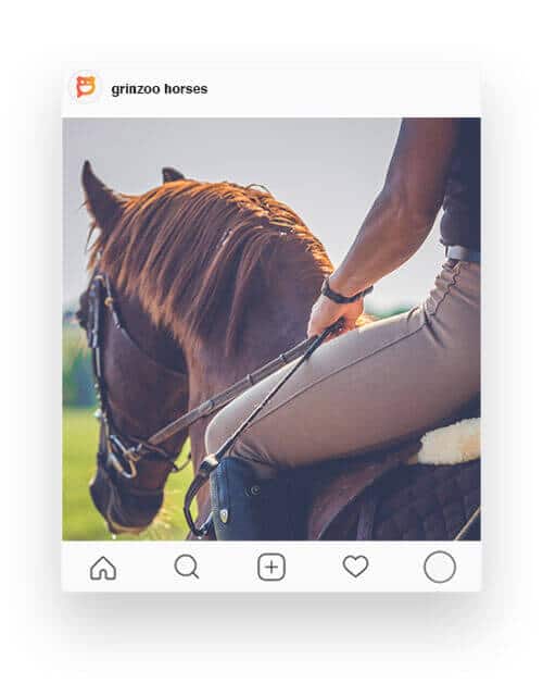 grinzoo-card-8-horse Grinzoo Card