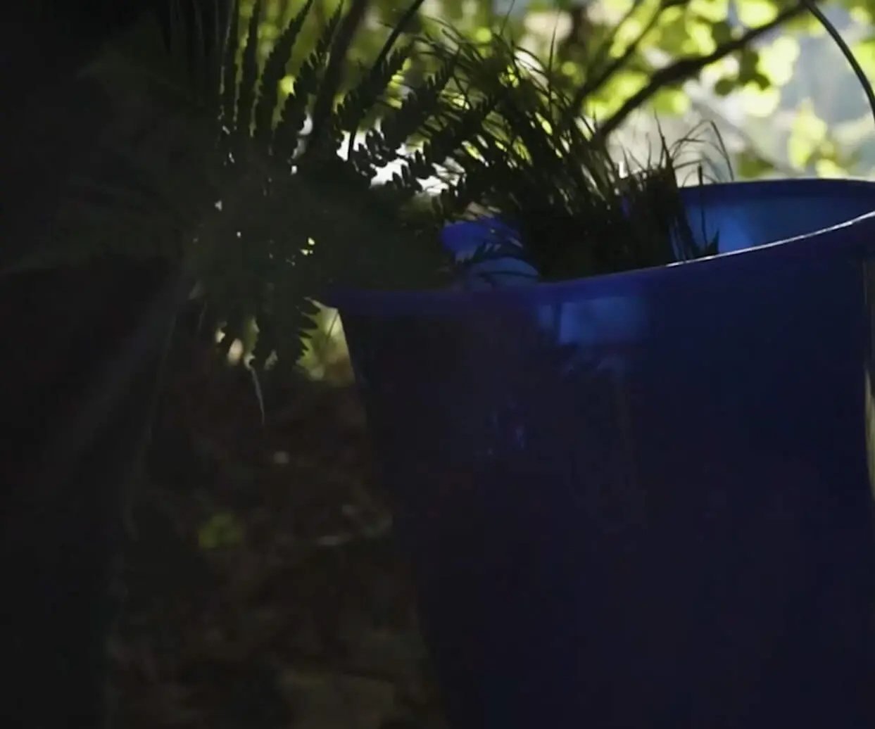 Video-Vorschaubild für das Making of "Kraut of Brunnwald"-Branding für Fernet Hunter.