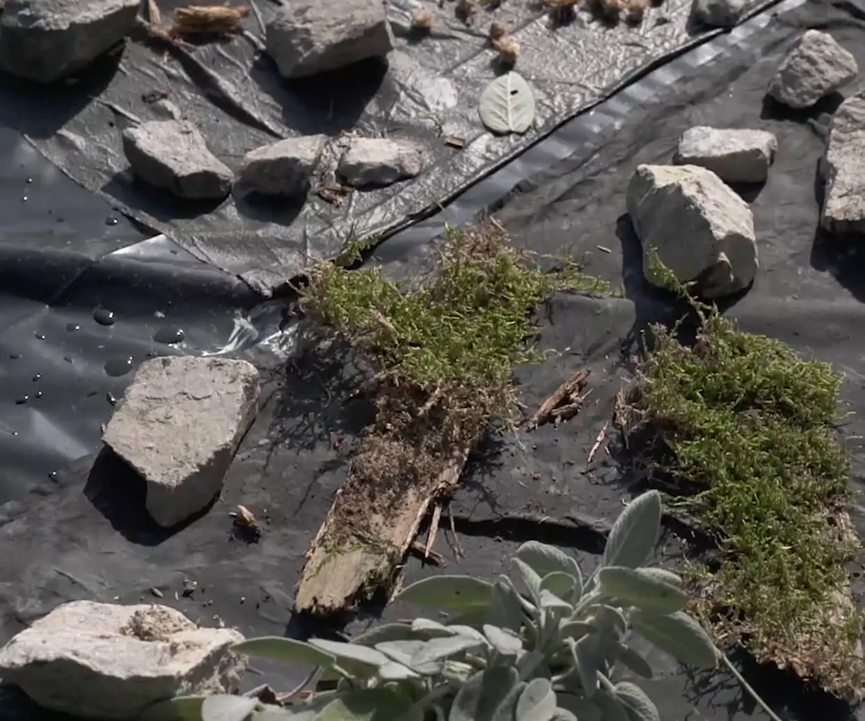 Making of Branding für Fernet Hunter - Granitsteine, Moose und Kräuter beim Trocknen